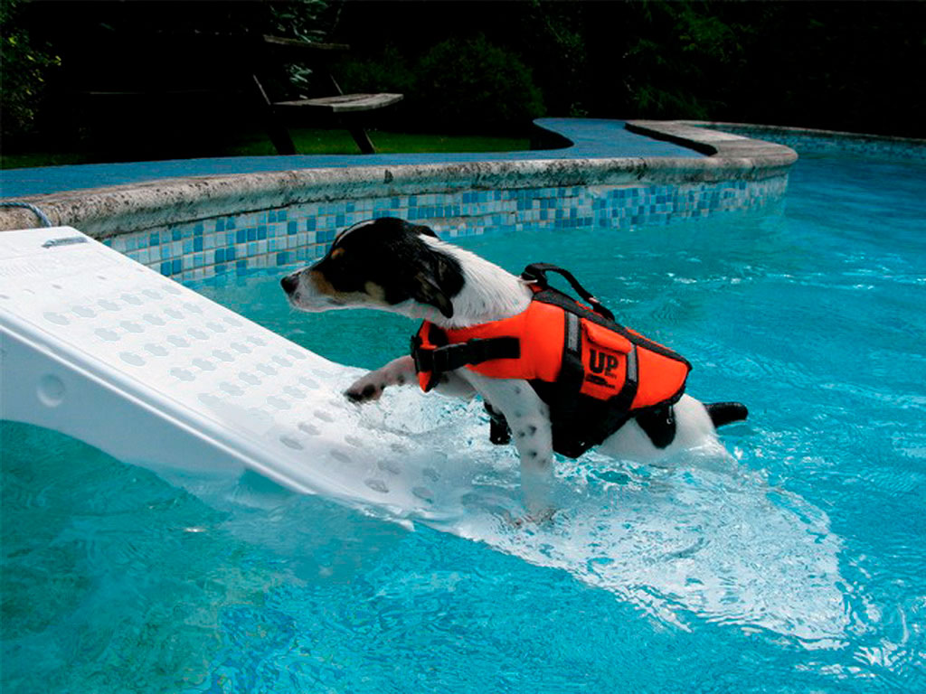 Rampe d'évacuation FVO pour petits animaux dans la piscine, rampe  d'évacuation pour animaux nageurs