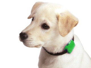Image Collier animal pour alarme SAFETY TURTLE 2.0